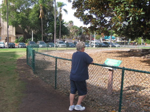 Someone gazes at the hundred year old leafy giant in Balboa Park.