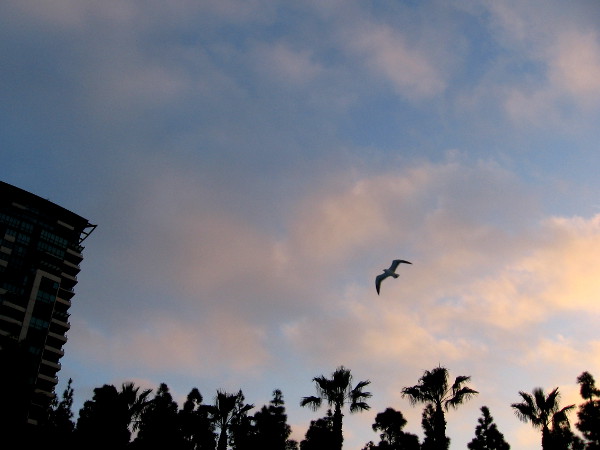 A graceful seagull patrols the park as day breaks.
