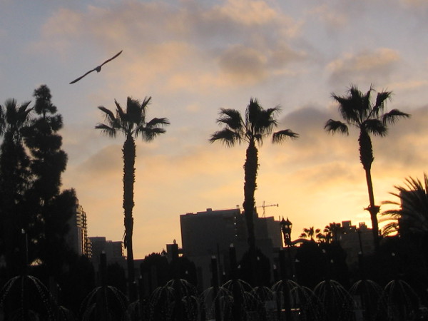 Photo near the fountain of sunrise and a bird with outstretched wings.
