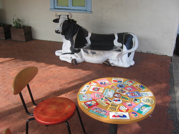 A cow rests in the shade. It's been a busy day!