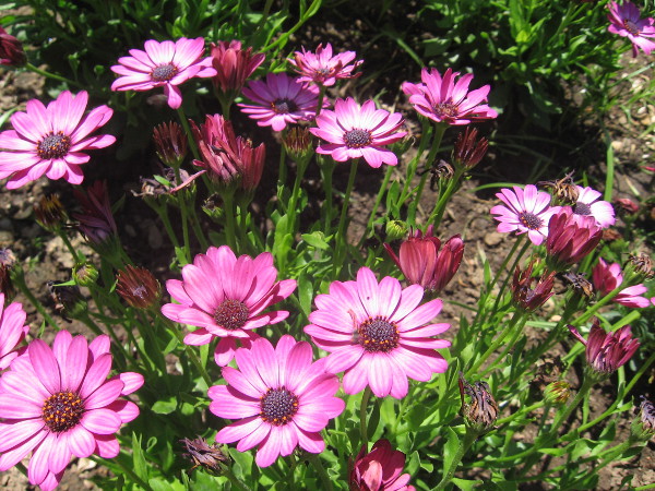 Beautiful flowers in Balboa Park.