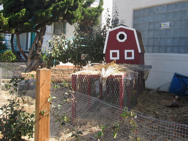 A tiny barn in a fun garden between the sidewalk and a local acupuncture and wellness center.
