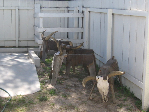 Look! We found some horned cattle corralled in a corner! Nope. Wrong again.