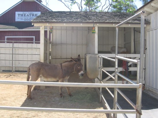 Over here we meet 28 year old Dulce, which in Spanish means sweet, or candy. She (I think it's a she--I didn't ask) is the friendlier donkey.