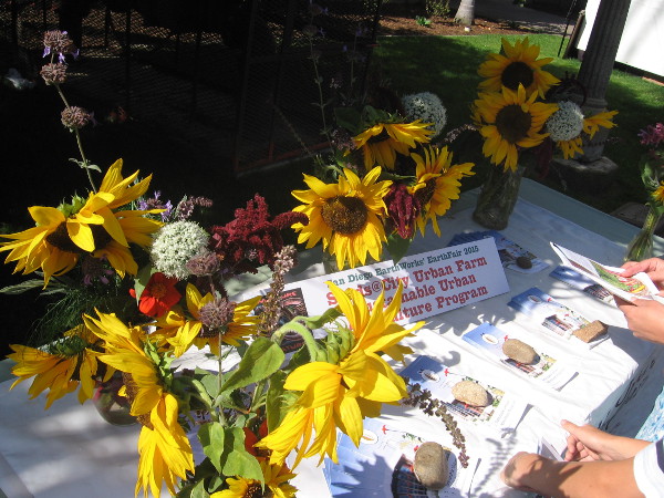 Bright sunflowers on table of urban farming advocates.