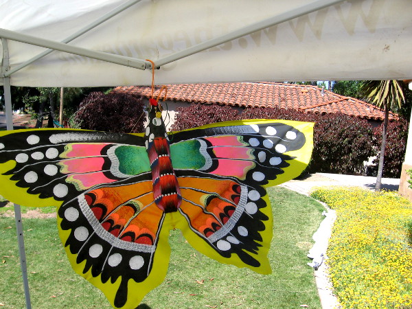 This butterfly was flitting about in the San Diego spring breeze.