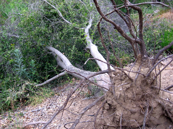The roots are almost completely torn out of the ground, but the stubborn tree in spring has green leaves!