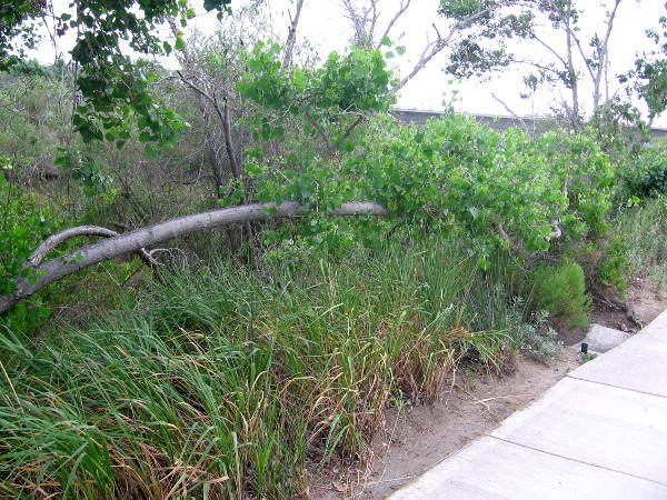 This fallen tree is now growing horizontally like a hedge along a Mission Valley sidewalk!