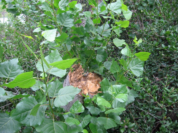 Life springs from a broken stump after a devastating natural disaster.