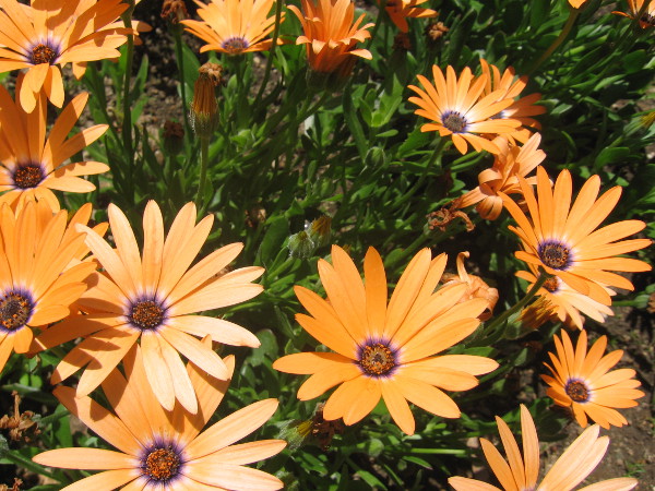 Sunshine sprouting from the Earth.