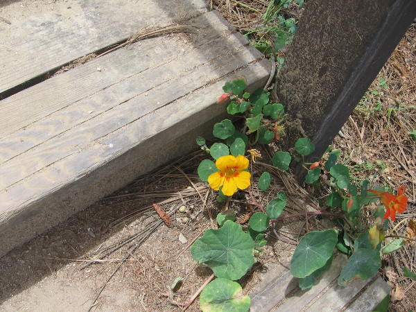 Nature's beauty takes many forms, including a golden flower.