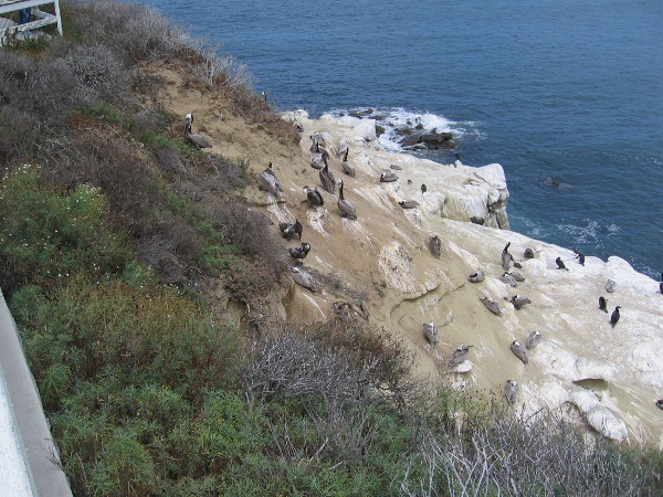 The rocky cliffs along Coast Boulevard are the home of brown pelicans, sea gulls and double-crested cormorants.