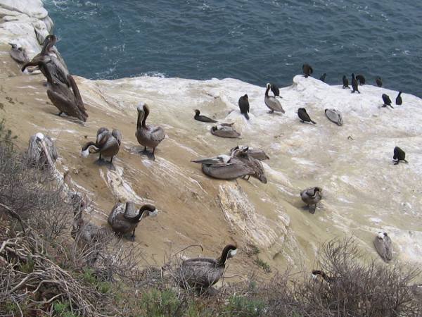Long-beaked pelicans and black cormorants have a rest in the warm sun between diving and hunting for fish.