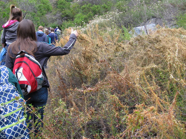 Dodder is an orange colored parasitic plant. According to Kumeyaay legend, a woman who failed to guard a camp against invaders ran away, and some of her hair snagged in the bushes!