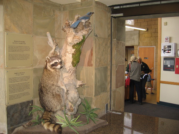 Western Scrub Jay and Northern Racoon are animals one might see in this very large San Diego urban park.