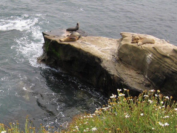 Sea lions sun on a large rock in the Pacific Ocean off Point La Jolla.