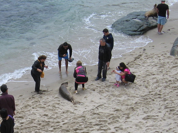Several thoughtless, self-centered people almost stepped on a seal as they crowded in to get a photograph.
