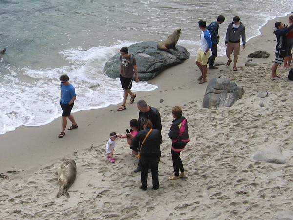 Agitated sea lion on a rock angrily confronts pestering people who don't seem to care.