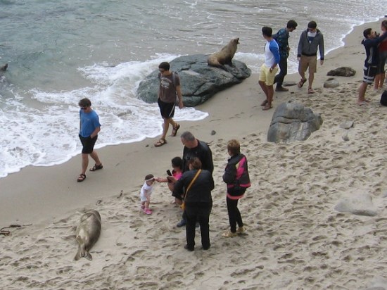 Agitated sea lion on a rock angrily confronts pestering people who don't seem to care.