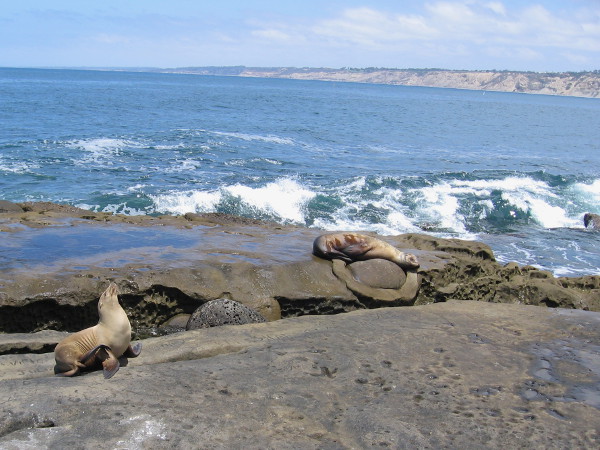 Sea lions enjoy La Jolla just as much as human visitors!