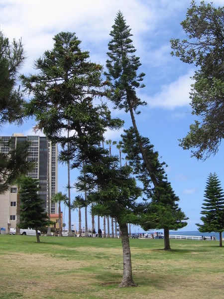 More trees growing slantwise, blown by the prevailing sea breeze over the course of many years.
