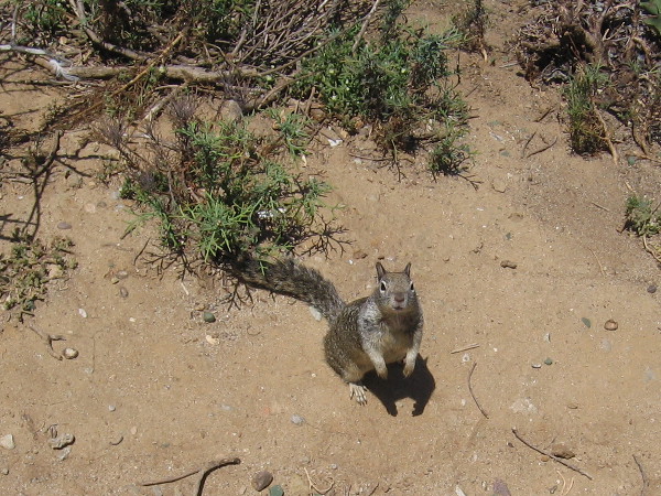 I peer over the low wall and am greeted by a squirrel!
