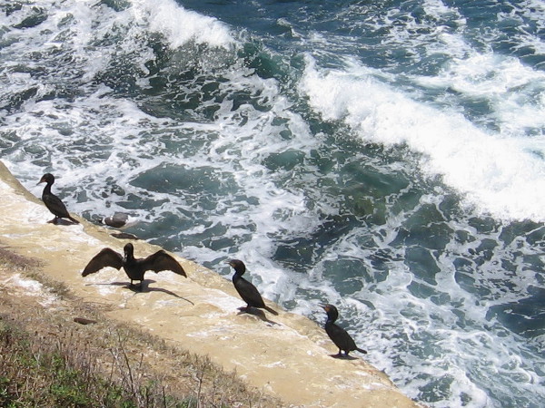 One of these double-crested cormorants on a rock has its sun-drying wings spread dramatically.
