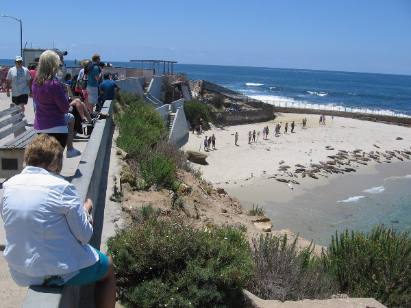 Getting very close to Children's Pool, where many seals lie side by side on its wide, sunny beach.