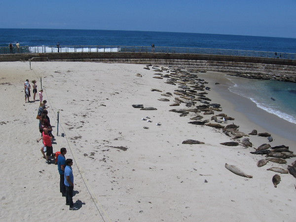 At Children's Pool Beach, a rope now keeps people from disturbing the protected marine mammals.
