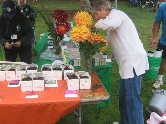 These friendly folks explained that dahlia blooms can be as large as fourteen inches!
