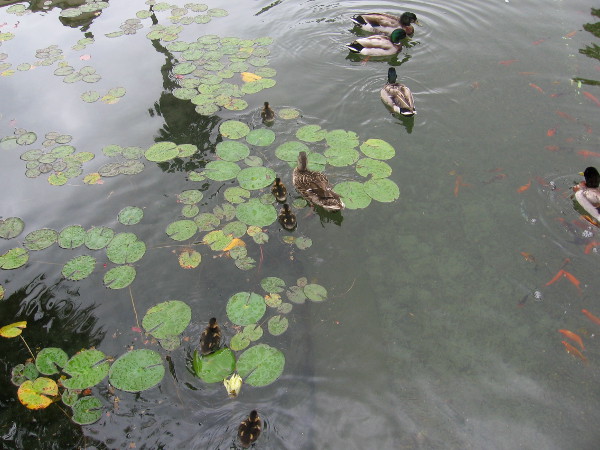 Ducks and baby ducklings were swimming about the lily pads in the Balboa Park reflecting pool!