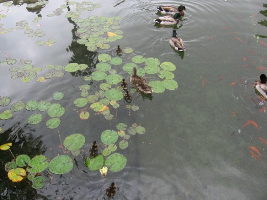 Ducks and baby ducklings were swimming about the lily pads in the Balboa Park reflecting pool!