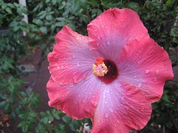 More welcome rain has begun this morning on Cortez Hill!