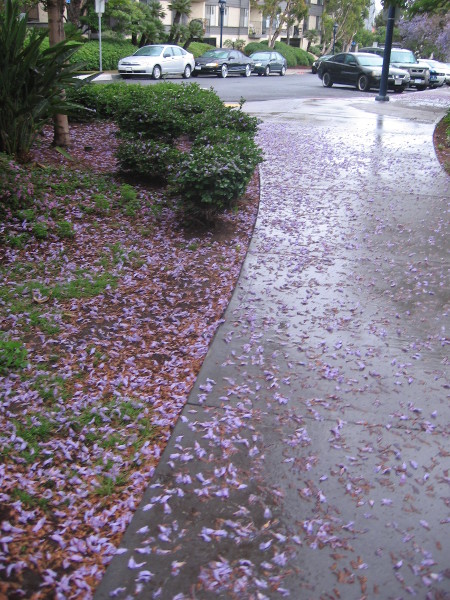 Night showers have scattered jacaranda blooms on sidewalk in Tweet Street park.