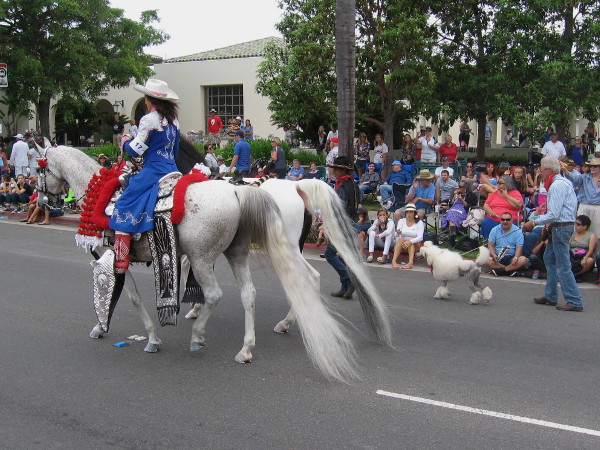 Beautifully groomed long-tailed horses and a poodle strut their stuff down the parade route.