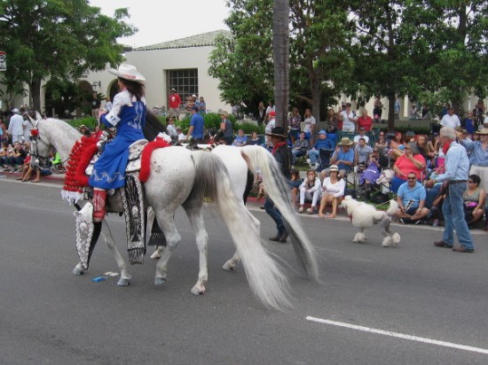 Beautifully groomed long-tailed horses and a poodle strut their stuff down the parade route.