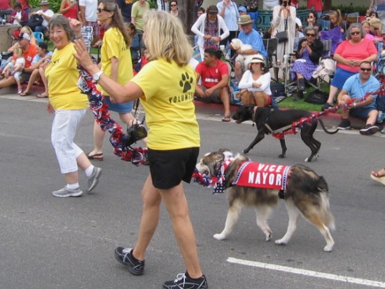 Meet the canine Vice Mayor of Coronado. I'm not sure which dog is the Mayor.