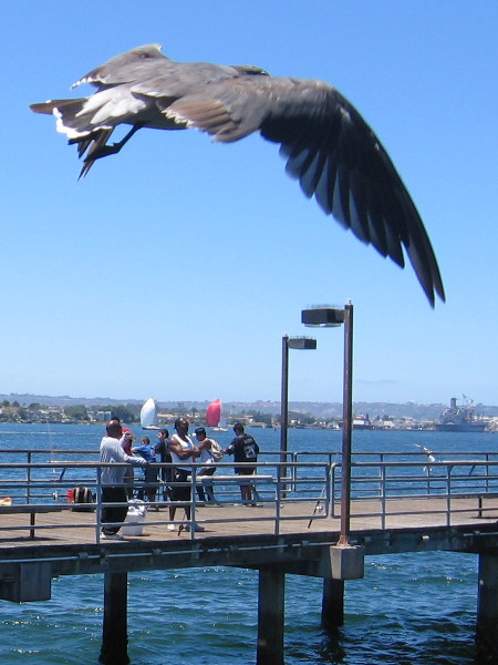 Gull takes flight near fishing pier at Embarcadero Marina Park South.
