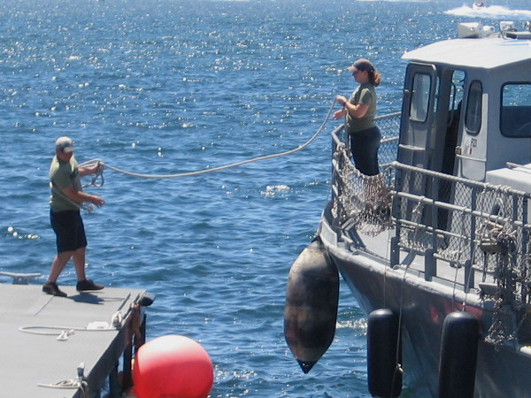Throwing a rope as Maritime Museum of San Diego's restored Swift Boat returns from a harbor cruise.