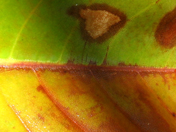 Even age and imperfections in this fallen leaf are beautiful beyond description.