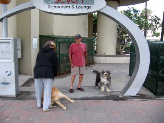 A dog also noticed that same curious guy, who just sauntered on by down the sidewalk.
