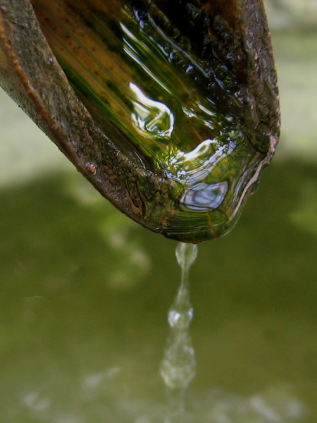 Gleaming droplets of water descend from a hollow bamboo kakei into the tranquil, cleansing tsukubai basin.