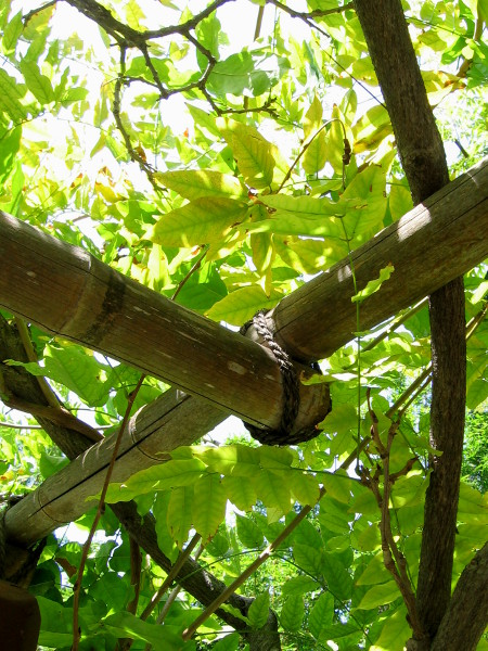 Looking upward into the sunlit leafy canopy near the koi pond.