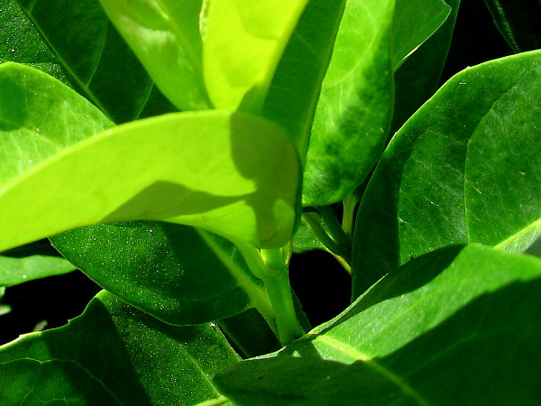 The day's light makes striking patterns of living green.