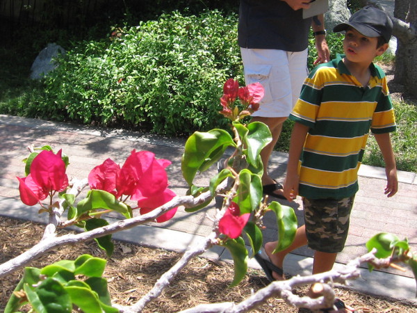 Flaming red bougainvillea blooms catch the eye of a young person walking through the Japanese Friendship Garden in San Diego.