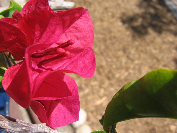 Bougainvillea flowers are beautiful sights in the bonsai garden.