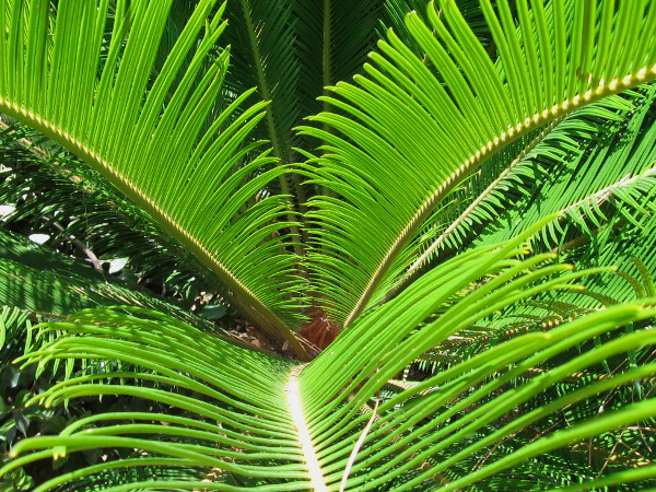 Bright green palm fronds produce instant human delight.