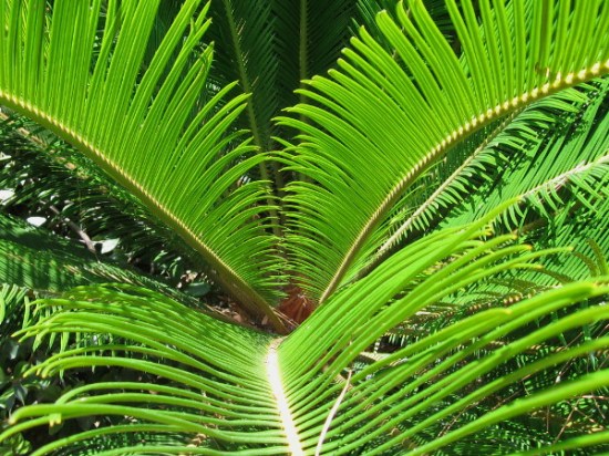 Bright green palm fronds produce instant human delight.