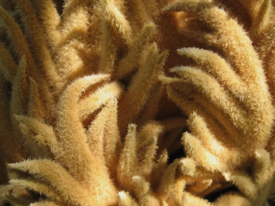 Close-up photograph of the amazing seed pod of a sago palm.