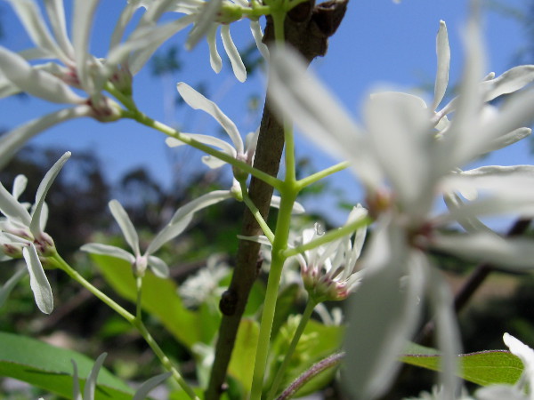 Delicate white flowers of the star jasmine seem to have descended into this world from a heavenly place.